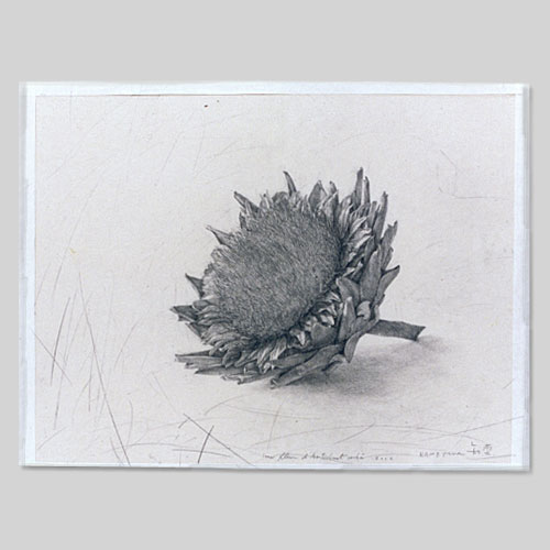 Une fleur d'artichaut séchée - 2002